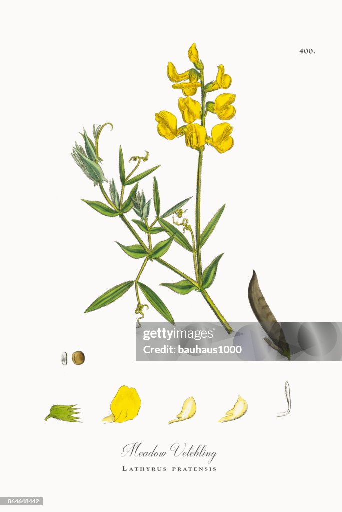 Meadow Vetchling, Lathyrus pratensis, Victorian Botanical Illustration, 1863