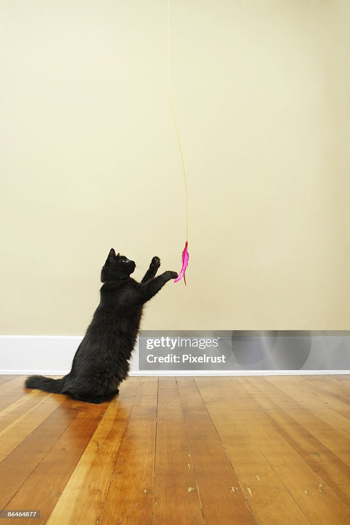 Cat playing with feather toy