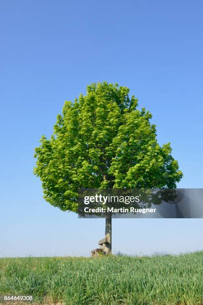 solitude tree with bench (acer platanoides / norway maple). - acer platanoides stock-fotos und bilder