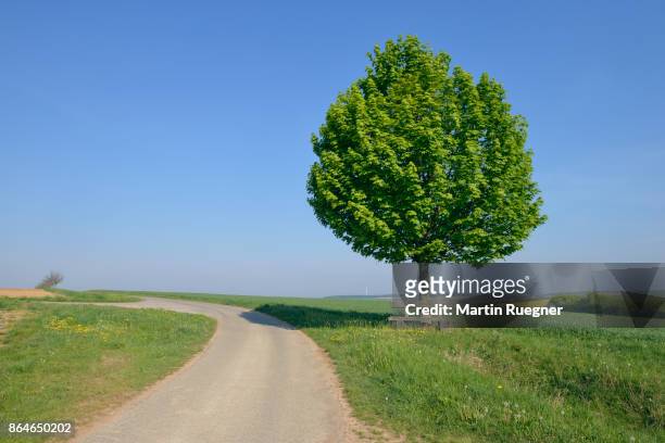 rural road with solitude tree with bench (acer platanoides / norway maple). - norway maple stockfoto's en -beelden