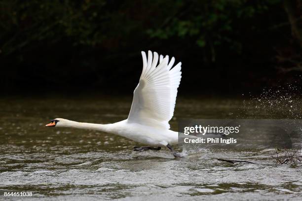 Swan takes flight from the water besides the 9th tee during the second round of the Farmfoods European Senior Masters played at Forest of Arden...