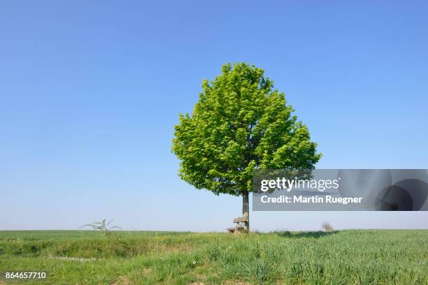 solitude tree with bench (acer platanoides / norway maple). - norway maple stockfoto's en -beelden