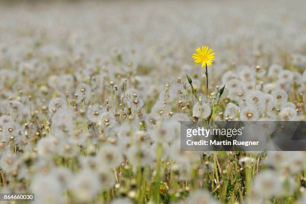 yellow flower in meadow of dandelion (taraxacum officinale) sead heads (dandelion clocks). - standing out from the crowd stock pictures, royalty-free photos & images