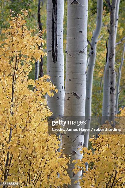 aspen trunks behind yellow maple leaves in the fall, white river national forest, colorado, united states of america, north america - white river national forest fotografías e imágenes de stock