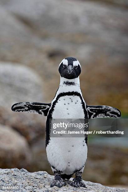 african penguin (spheniscus demersus), simons town, cape province, south africa, africa - african penguin stock-fotos und bilder