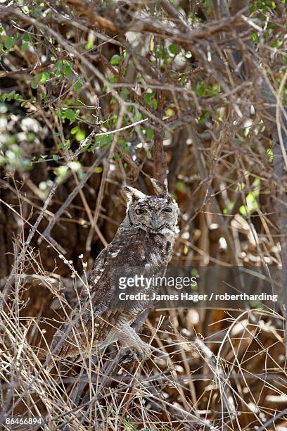 spotted eagle owl (bubo africanus), samburu national reserve, kenya, east africa, africa - spotted eagle owl stock pictures, royalty-free photos & images
