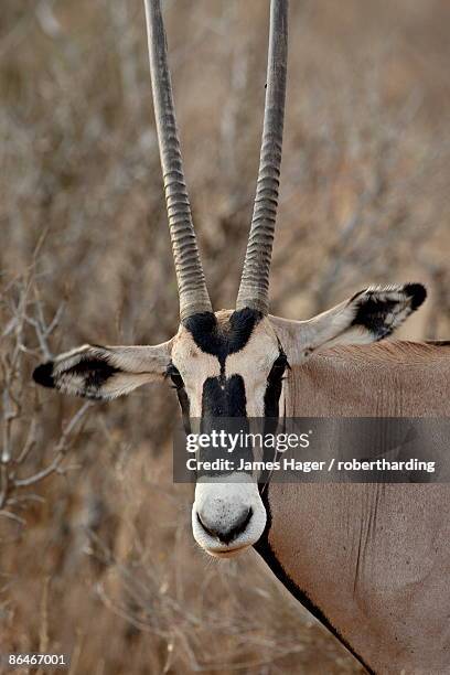Beisa 178 East African Oryx Stock Photos, High-Res Pictures, and Images ...