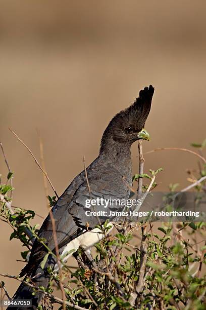 female white-bellied go-away bird (corythaixoides leucogaster), samburu national reserve, kenya, east africa, africa - leucogaster stock pictures, royalty-free photos & images