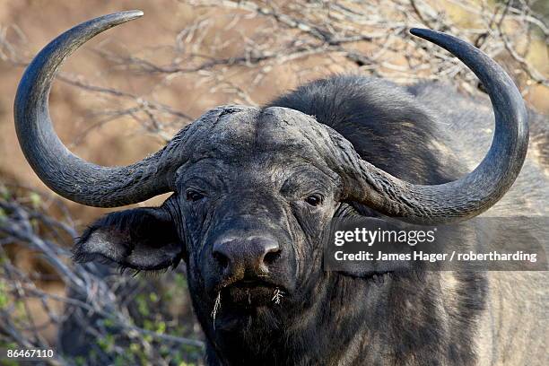 cape buffalo or african buffalo (syncerus caffer), mountain zebra national park, south africa, africa - mountain zebra national park stock-fotos und bilder