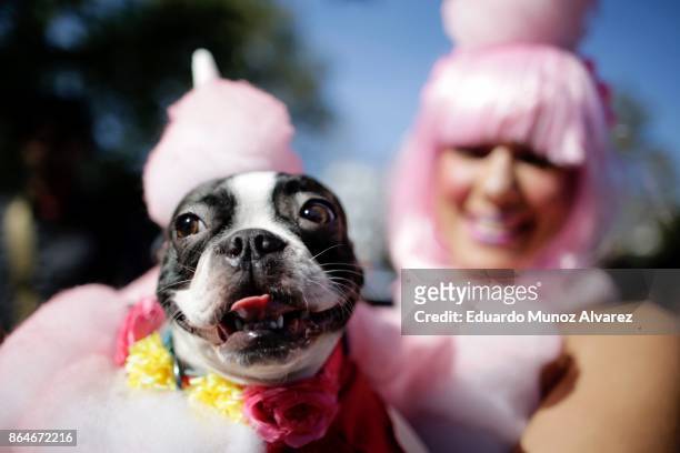 Keithus, a Boston Terrier and his owner in costume attend the 27th Annual Tompkins Square Halloween Dog Parade in Tompkins Square Park on October 21,...