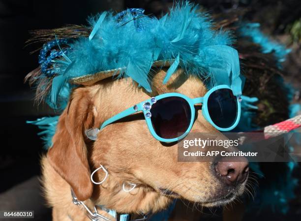 Dog in costume is seen during the 27th Annual Tompkins Square Halloween Dog Parade in Tompkins Square Park in New York on October 21, 2017. / AFP...