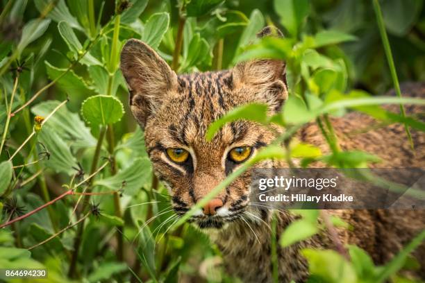 wild bobcat in bushes - titusville florida fotografías e imágenes de stock