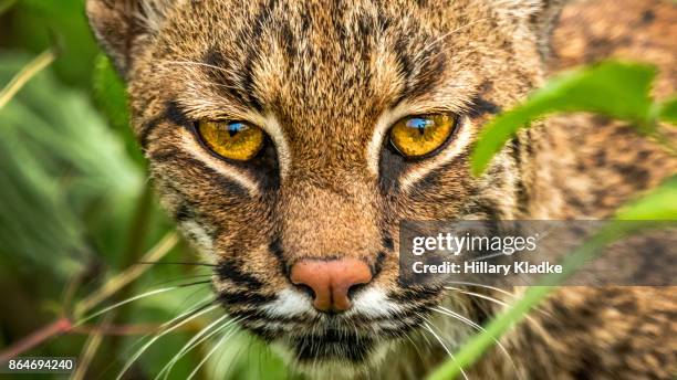 wild bobcat in bushes - titusville florida stockfoto's en -beelden