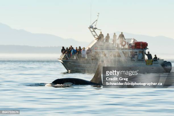 orca surfacing by whale watching tour boat - whale watching stock pictures, royalty-free photos & images