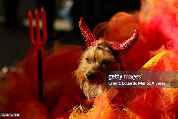 Dog in costume attends the 27th Annual Tompkins Square Halloween Dog Parade in Tompkins Square Park on October 21, 2017 in New York City. More than...