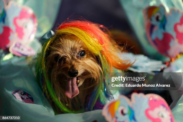 Dog in costume attends the 27th Annual Tompkins Square Halloween Dog Parade in Tompkins Square Park on October 21, 2017 in New York City. More than...