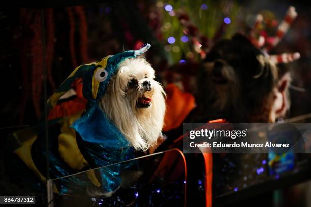 Dog in costume attends the 27th Annual Tompkins Square Halloween Dog Parade in Tompkins Square Park on October 21, 2017 in New York City. More than...