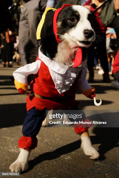 Dog in costume attends the 27th Annual Tompkins Square Halloween Dog Parade in Tompkins Square Park on October 21, 2017 in New York City. More than...