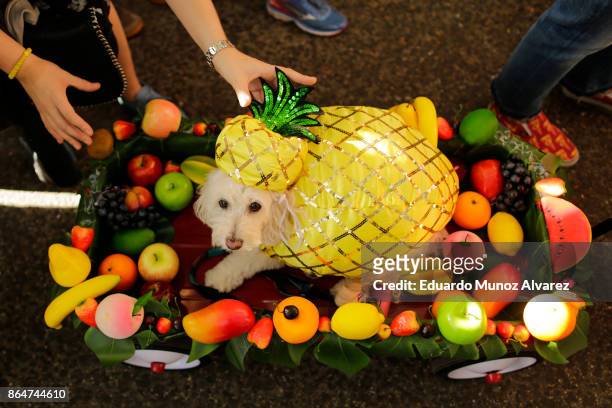 Dog in a pineapple costume attends the 27th Annual Tompkins Square Halloween Dog Parade in Tompkins Square Park on October 21, 2017 in New York City....