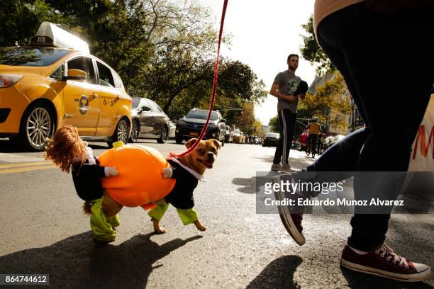 Dog in costume arrives to the 27th Annual Tompkins Square Halloween Dog Parade in Tompkins Square Park on October 21, 2017 in New York City. More...