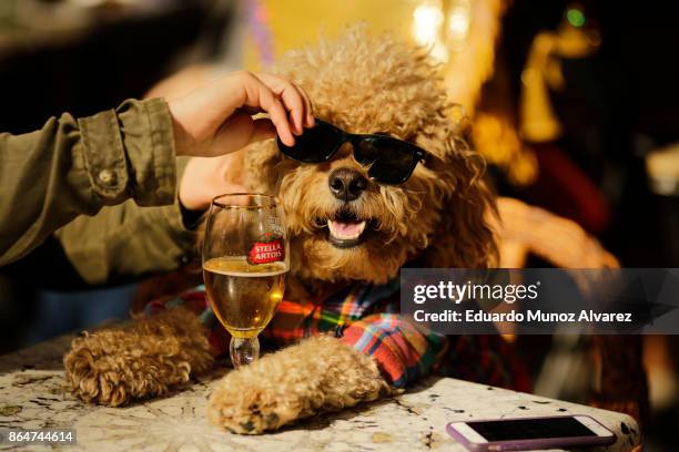 Dog in costume attends the 27th Annual Tompkins Square Halloween Dog Parade in Tompkins Square Park on October 21, 2017 in New York City. More than...