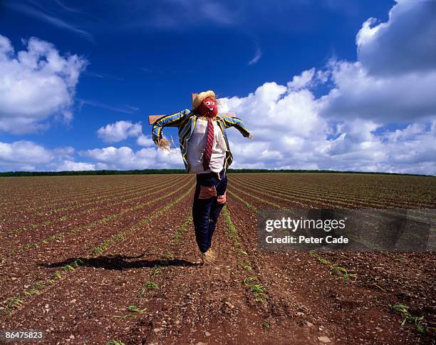 scarecrow in field - scarecrow agricultural equipment stock-fotos und bilder