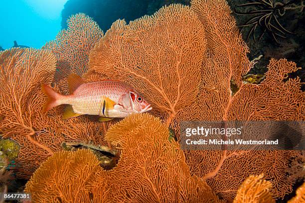 squirrelfish and large seafan, maldives - squirrel fish fotografías e imágenes de stock