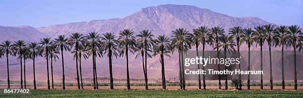 rows of date palms with mountain beyond - valle coachella foto e immagini stock