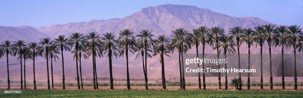 Rows of date palms with mountain beyond