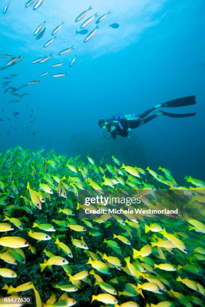 diver and school of snappers, maldives - ari atoll stock-fotos und bilder