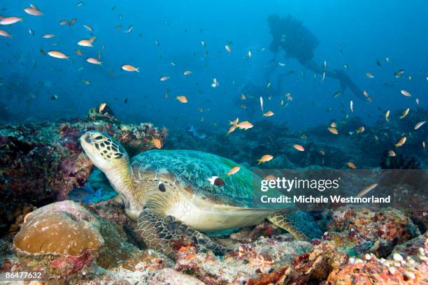 green sea turtle, maldives - male imagens e fotografias de stock