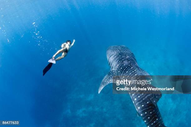 snorkeler with whale shark, maldives - turismo ecológico fotografías e imágenes de stock