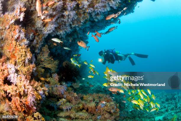 diver, healthy reef, maldives - reef fotografías e imágenes de stock