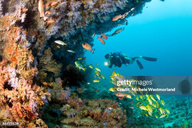 diver, healthy reef, maldives - indian ocean - fotografias e filmes do acervo