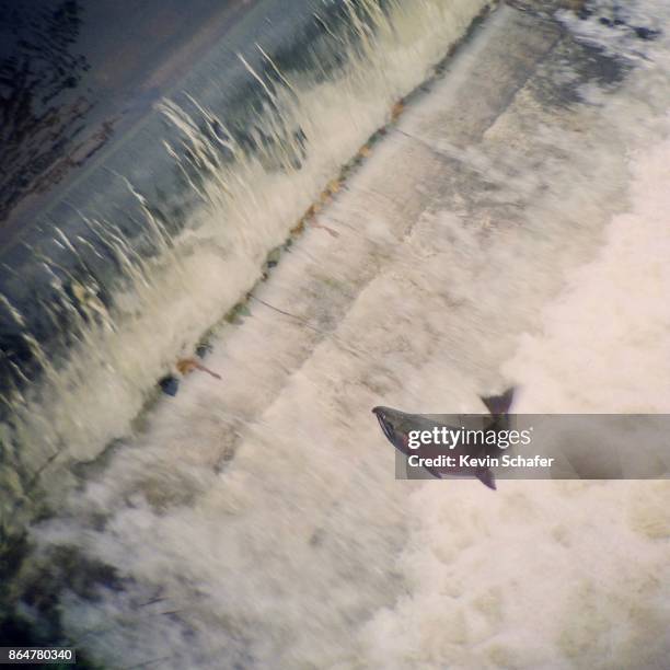 coho salmon jumping waterfall, washington - salmon jumping stockfoto's en -beelden