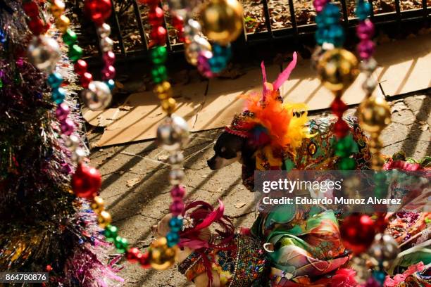 Dog in costume attends the 27th Annual Tompkins Square Halloween Dog Parade in Tompkins Square Park on October 21, 2017 in New York City. More than...