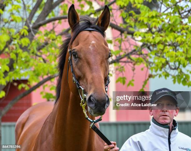 Boom Time after winning the Caulfield Cup at Caulfield Racecourse on October 22, 2017 in Caulfield, Australia.