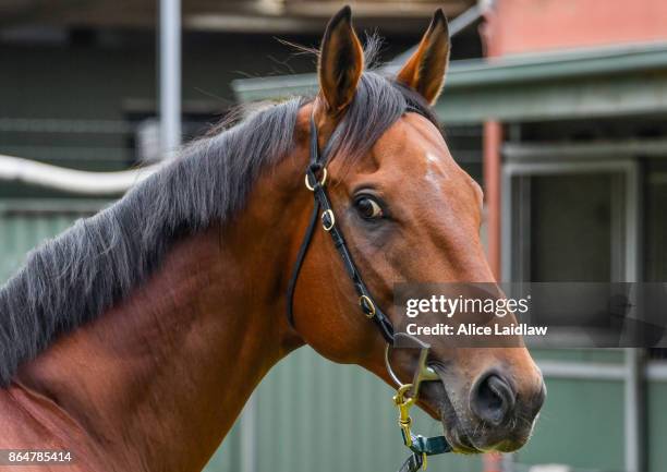 Boom Time after winning the Caulfield Cup at Caulfield Racecourse on October 22, 2017 in Caulfield, Australia.