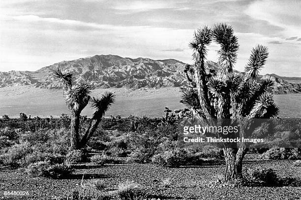 vintage image of joshua tree national park, california - joshua tree bildbanksfoton och bilder