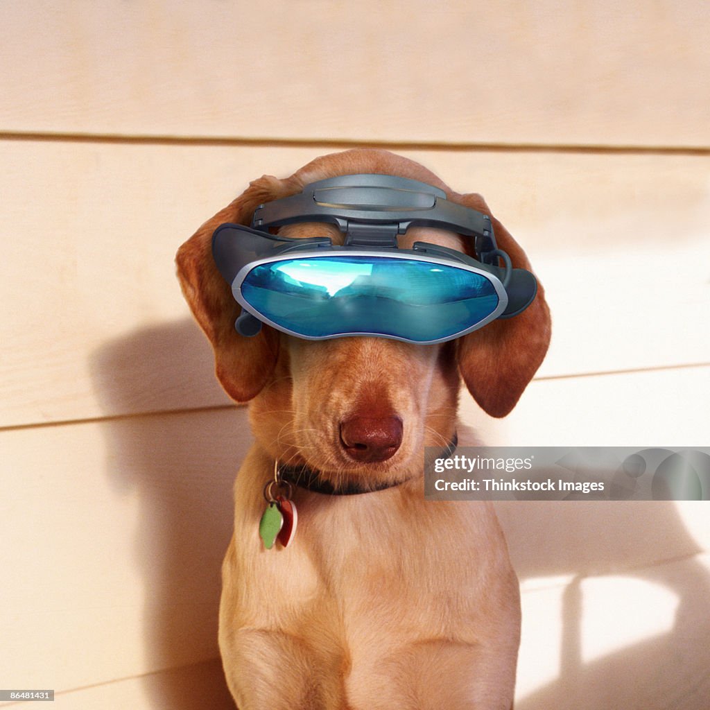 Dog wearing virtual reality goggles