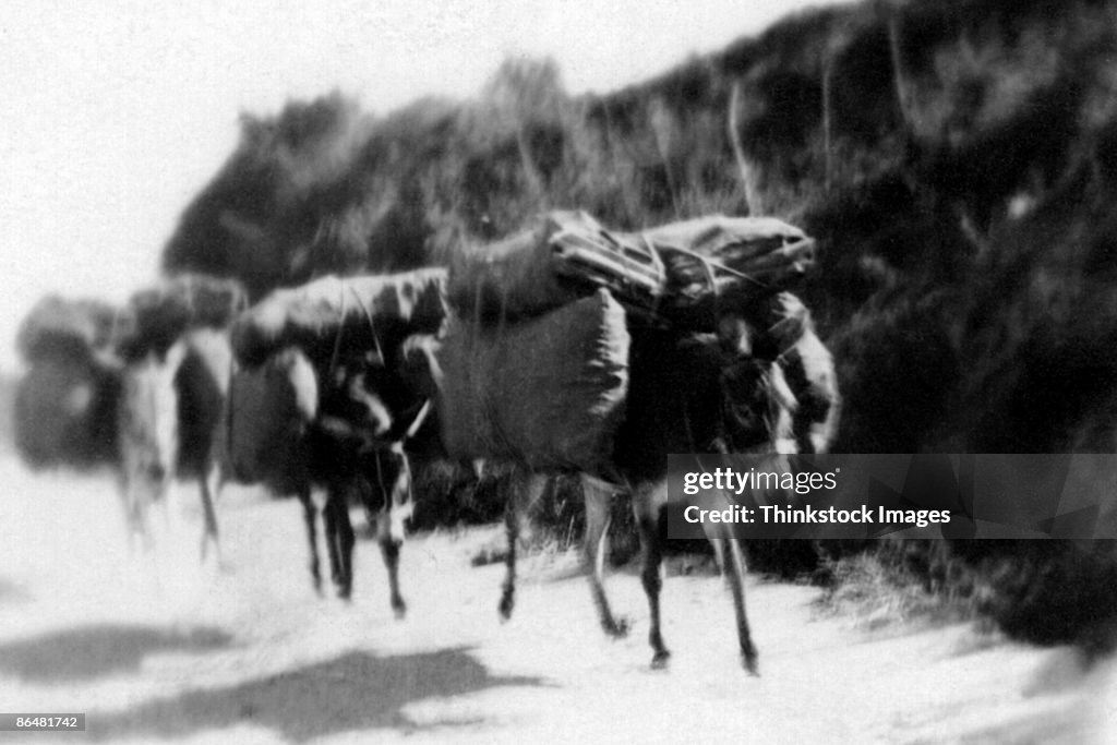 Vintage image of pack mules