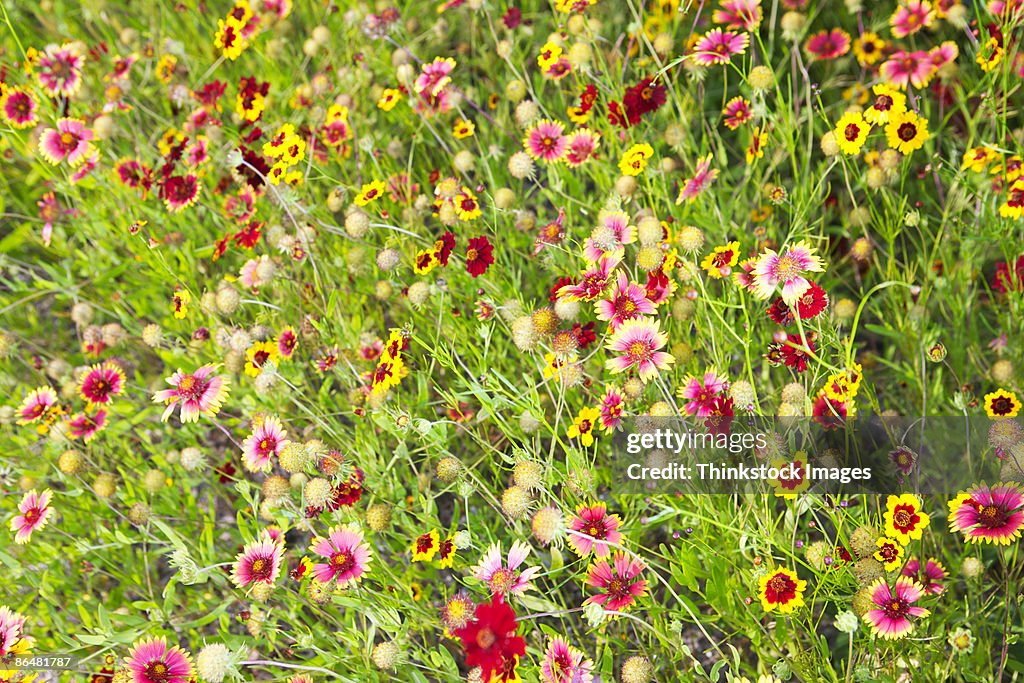 Wildflowers