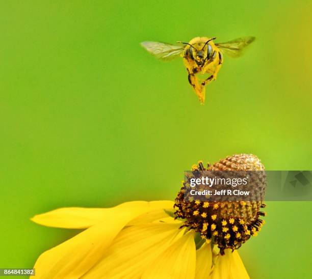 landing zone - bumblebee stock pictures, royalty-free photos & images