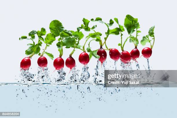 radish jump out from water. - radijs stockfoto's en -beelden