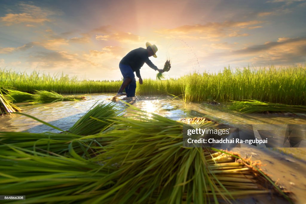 Asian farmer