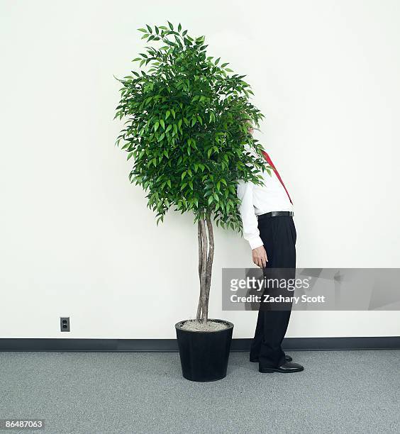 man attempts to hide  behind large plant - invisible man fotografías e imágenes de stock