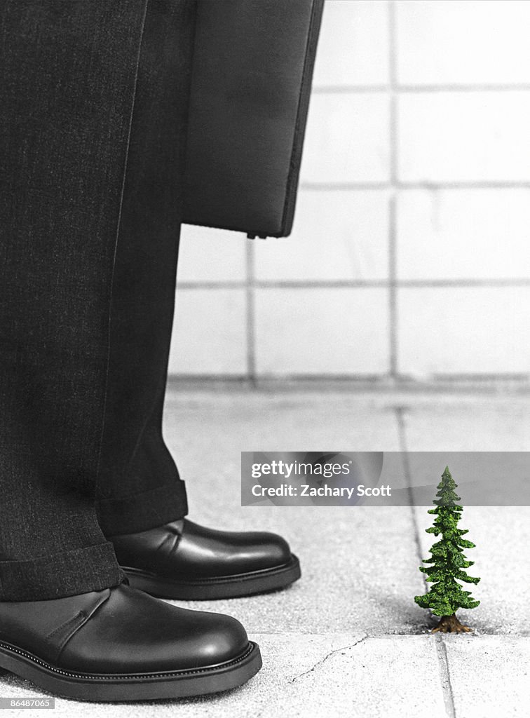 Businessman stands above tree growing in crack