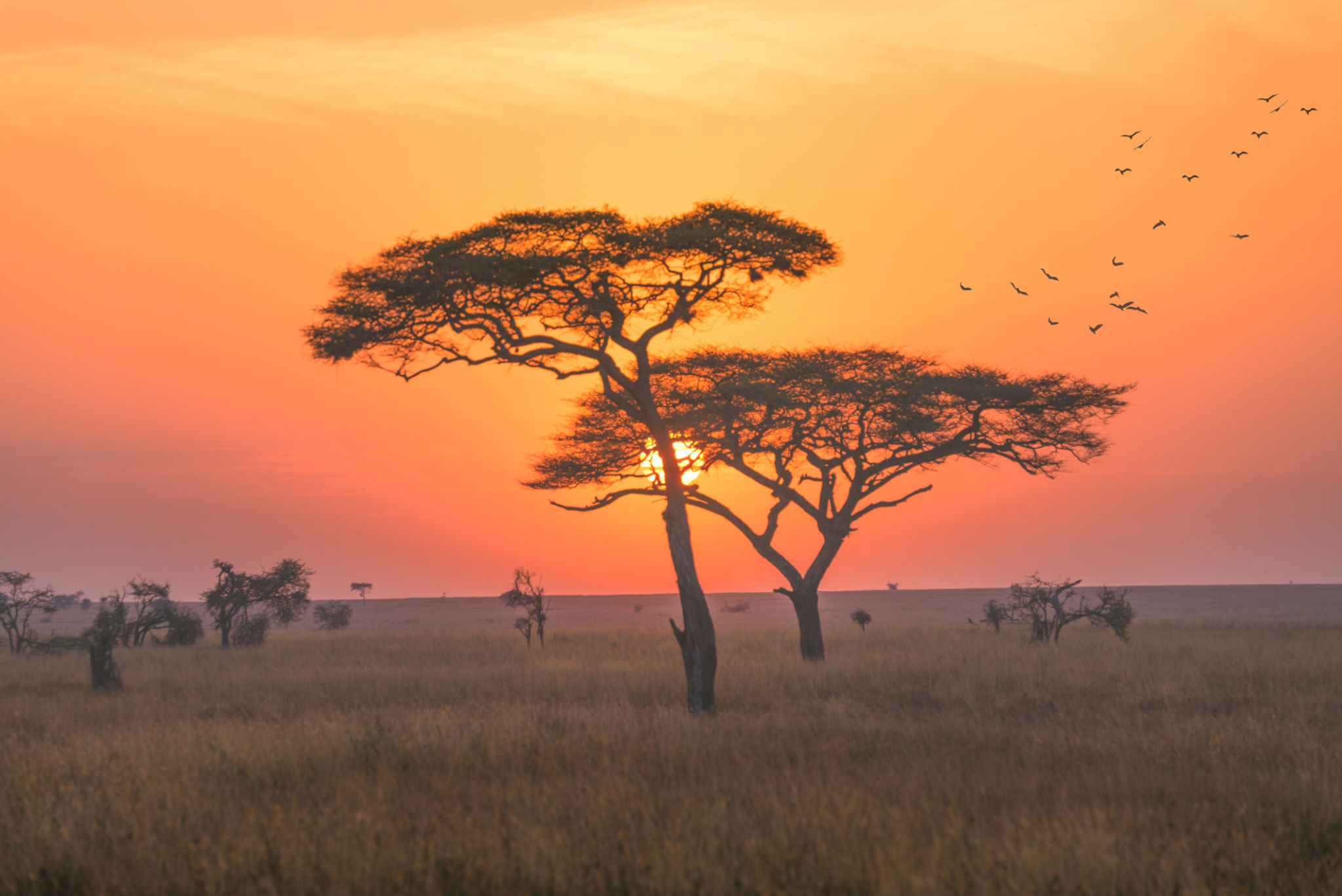 sunrise safari