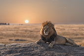 A male lion is sitting on the rock, watching his land.