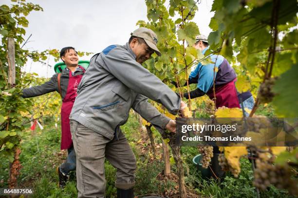 Nun Placida of St. Hildegard Abbey and two Vietnamese brothers of the Cau Son Abbey harvest grapes for their annual vintage on October 04, 2017 near...